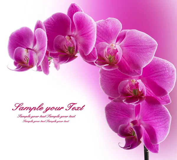 Фіолетові смугасті орхідеї квіти — стокове фото