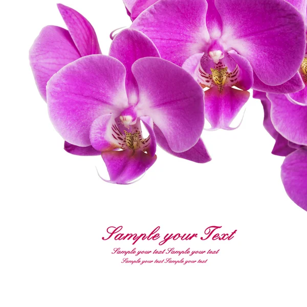 Lila gestreifte Orchideenblüten — Stockfoto