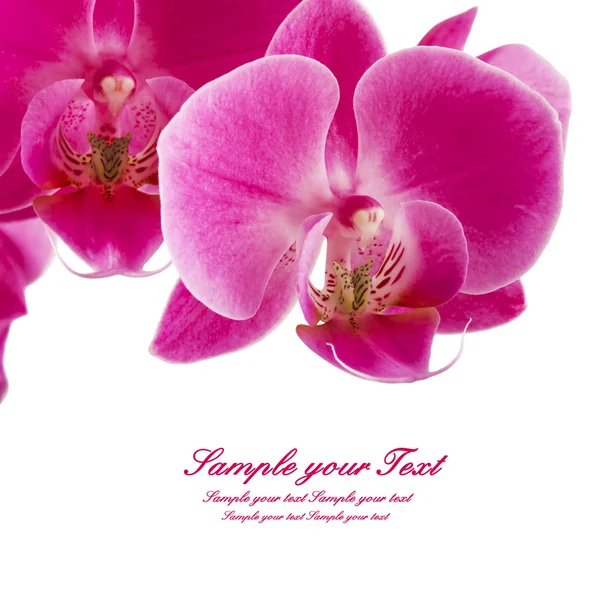 Фіолетові смугасті орхідеї квіти — стокове фото
