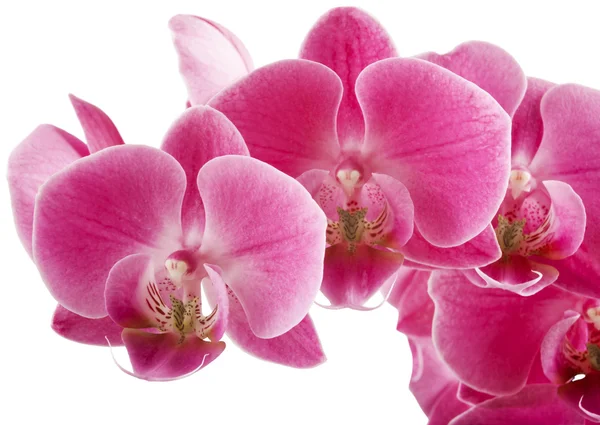 Purple streaked orchid flowers — Stock Photo, Image
