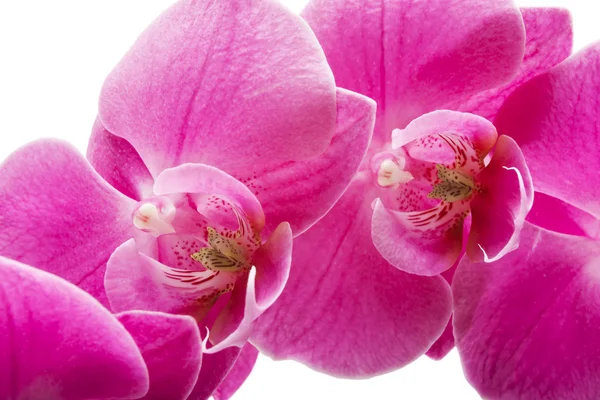 Полосатые орхидеи — стоковое фото