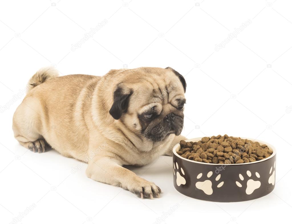 Pug dog lying near bowl with food