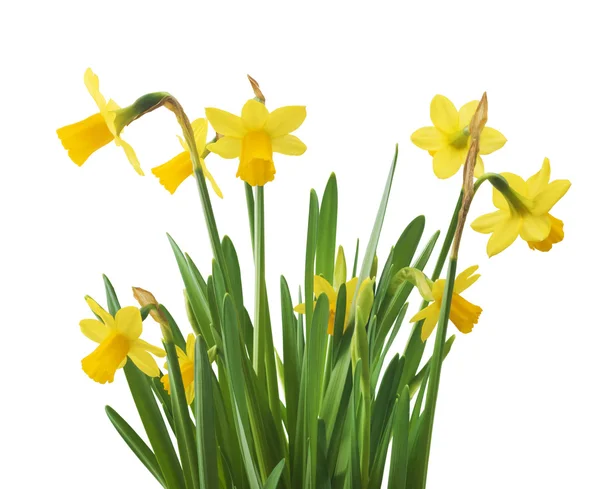 Блідо-жовтий колір Нарцис квіти — стокове фото