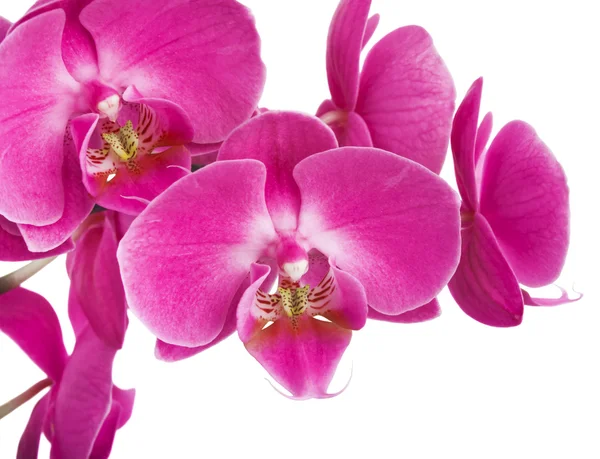 Gestreifte Orchideenblüten — Stockfoto