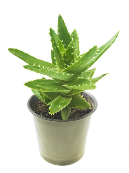 Green leaves of aloe in flowerpot — Stock Photo, Image