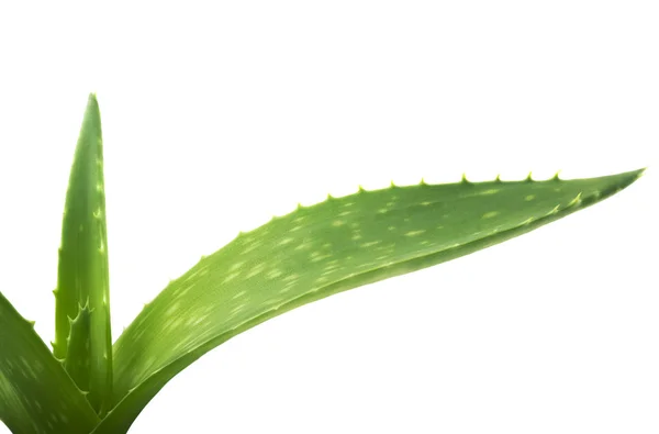 Foglie verdi di aloe — Foto Stock