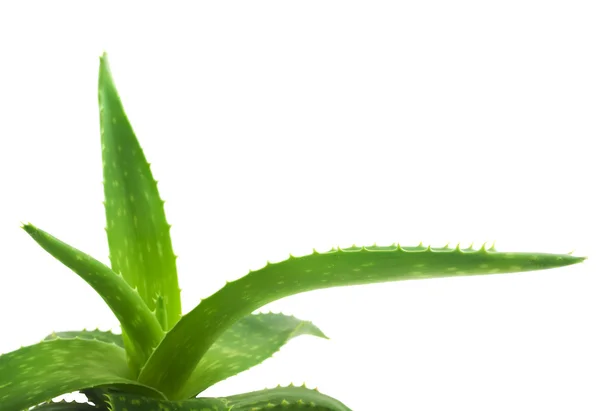 Liść zielony z aloesu — Zdjęcie stockowe