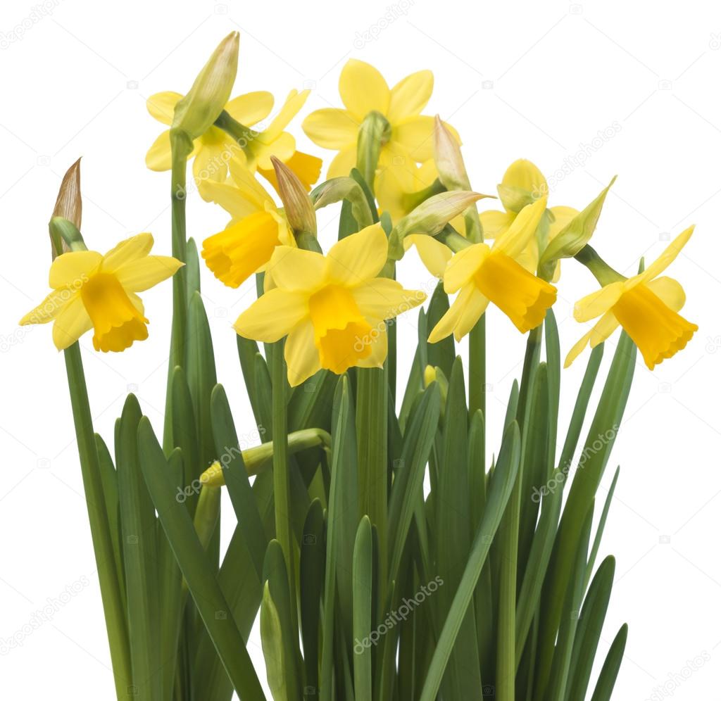 Daffodil narcissus flowers
