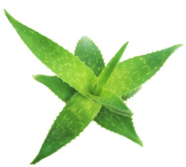 Aloe, yeşil yaprakları