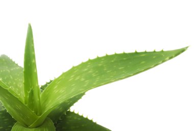 Aloe, yeşil yaprakları