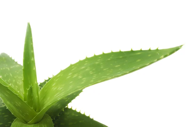 Foglie verdi di aloe — Foto Stock