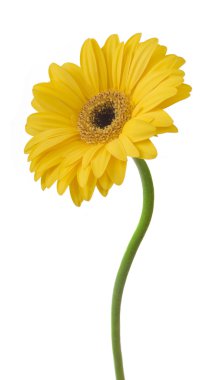 Sarı gerbera çiçek