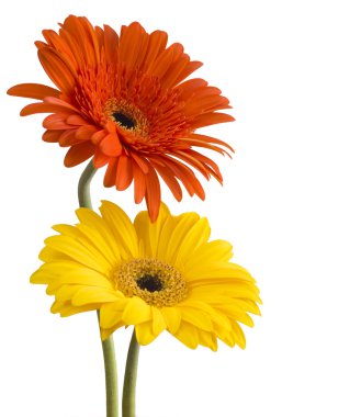 Sarı ve kırmızı gerbera çiçekleri