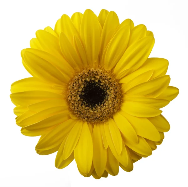 Gul gerbera blomma — Stockfoto