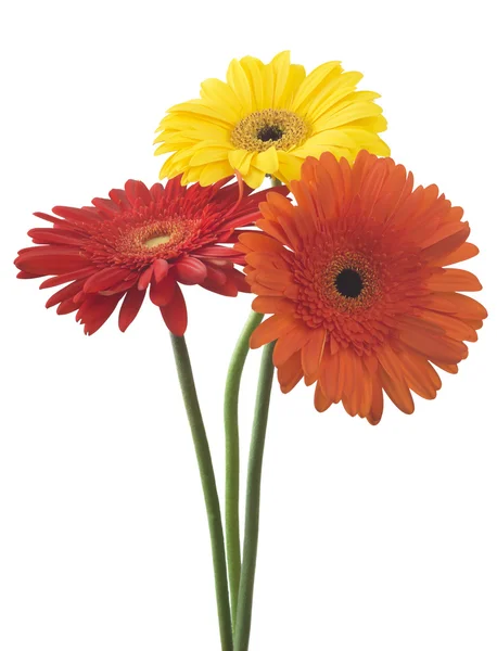 Flores de gerbera amarelas e vermelhas — Fotografia de Stock