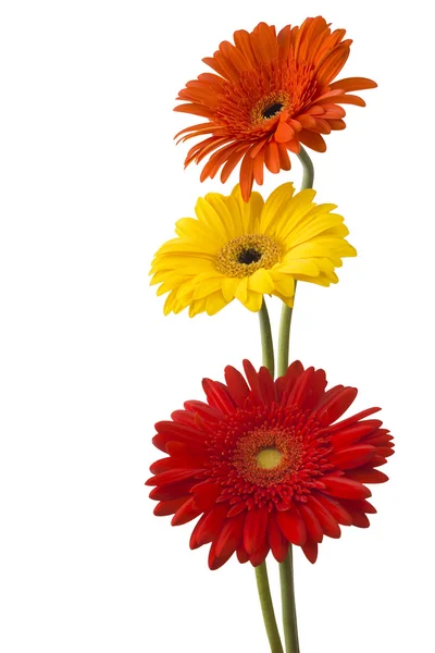 Жовті та червоні квіти гербери — стокове фото