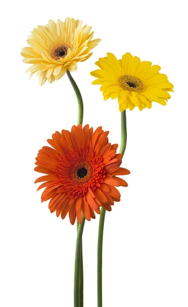 Gula och röda gerbera blommor — Stockfoto