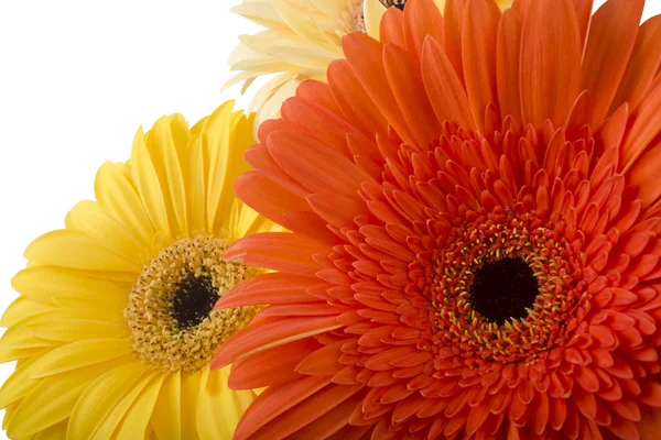 Flores de gerbera amarelas e vermelhas — Fotografia de Stock