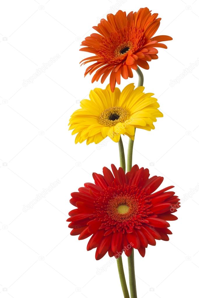 Yellow and red gerbera flowers