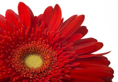 Sarı gerbera çiçek