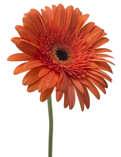 Flor de gerbera vermelha — Fotografia de Stock