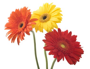 Sarı ve kırmızı gerbera çiçekleri
