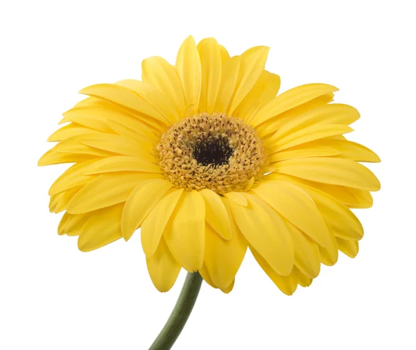 Virág sárga gerbera — Stock Fotó