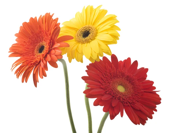 Flores de gerberas amarillas y rojas —  Fotos de Stock
