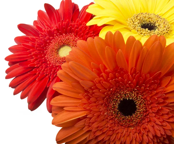 Gele en rode gerbera 's — Stockfoto