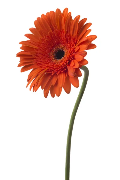 Flor de gerbera vermelha — Fotografia de Stock