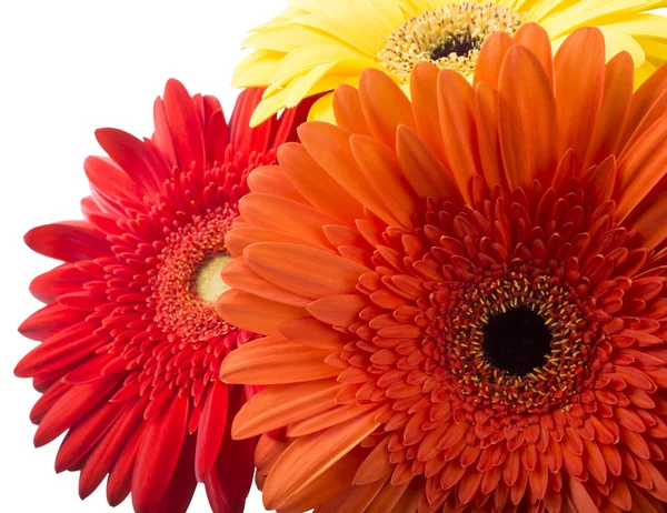 Flores de gerbera amarelas e vermelhas — Fotografia de Stock