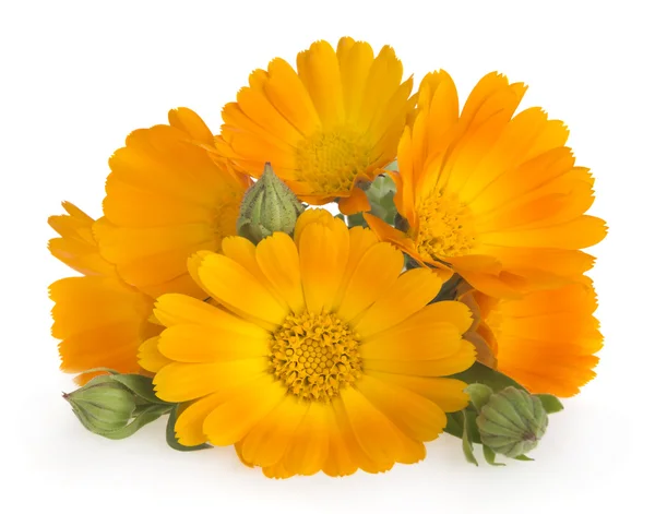 Parlak calendula çiçekler — Stok fotoğraf