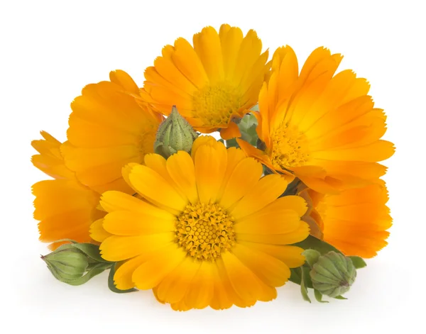 Fiori di calendula lucenti — Foto Stock