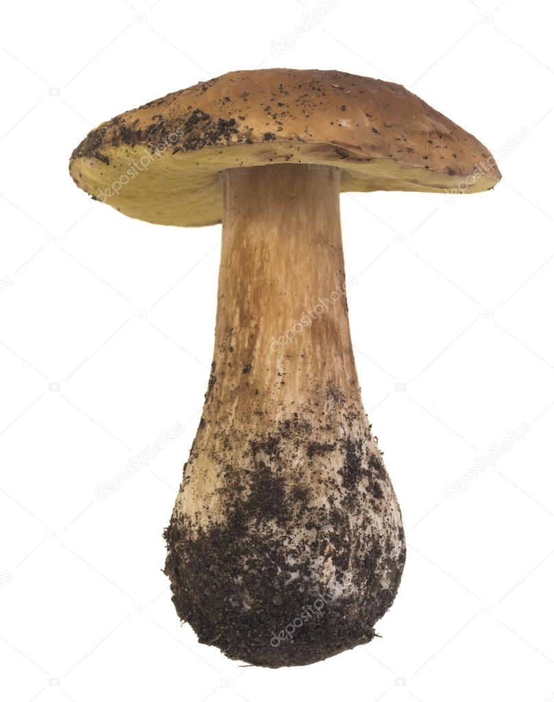 single boletus mushroom