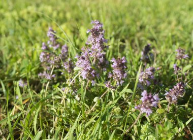 kekik mor çiçekler