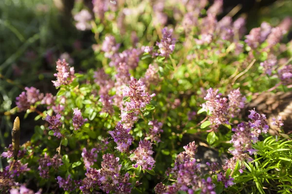 Violetta blommor timjan — Stockfoto