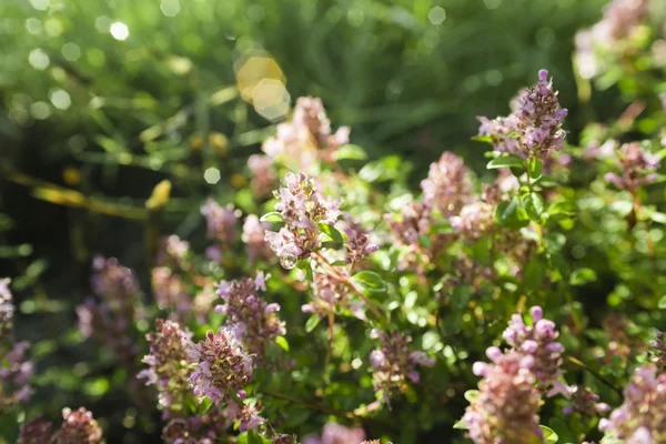 Violet flowers of thyme — Stock Photo, Image