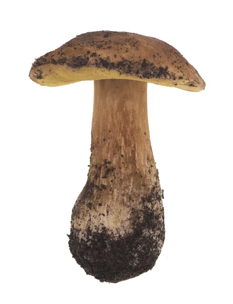 Raw porcini mushroom — Stock Photo, Image