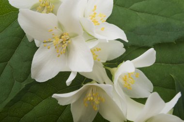 Beyaz Yasemin çiçekleri