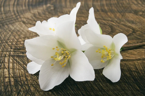 Weiße Jasminblüten — Stockfoto