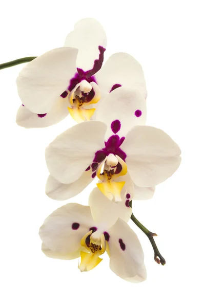Flores frescas da orquídea — Fotografia de Stock
