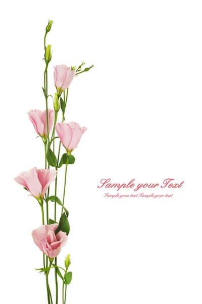 Flores de eustoma rosa —  Fotos de Stock