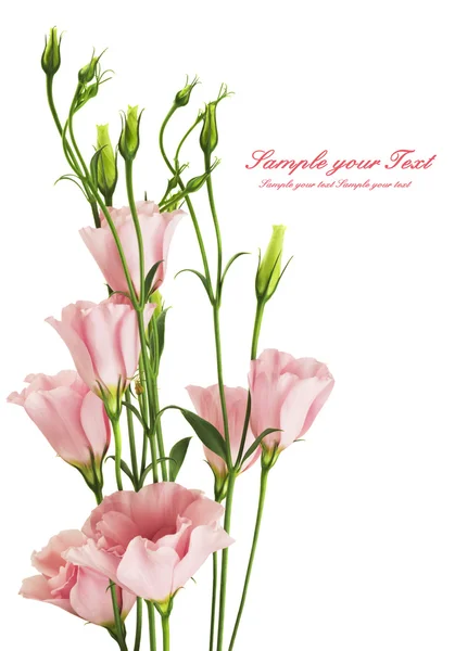 Квітів рожеві eustoma — стокове фото