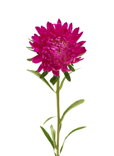 Рожевий aster квітка — стокове фото