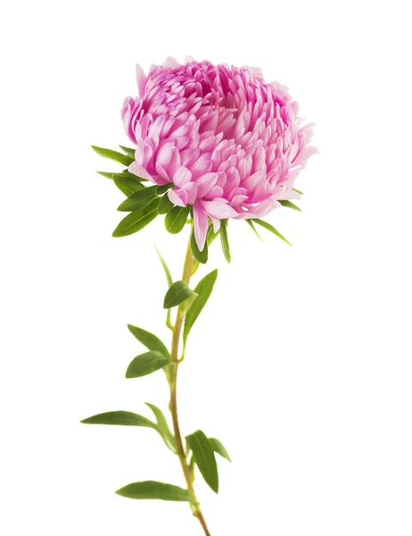 Rosa flor de aster —  Fotos de Stock