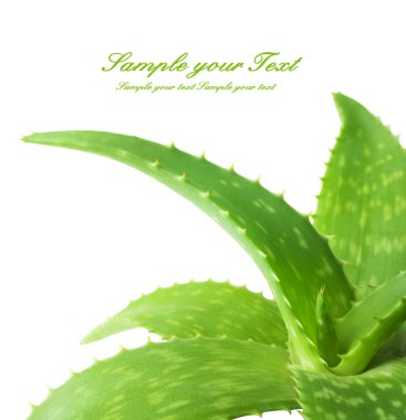 Aloe, yeşil yaprakları