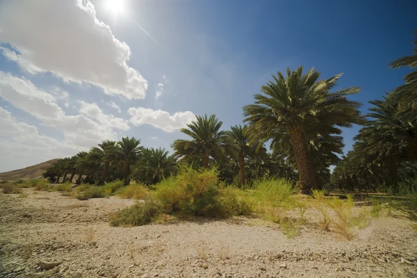 Palmbomen en blauw bewolkte hemel — Stockfoto