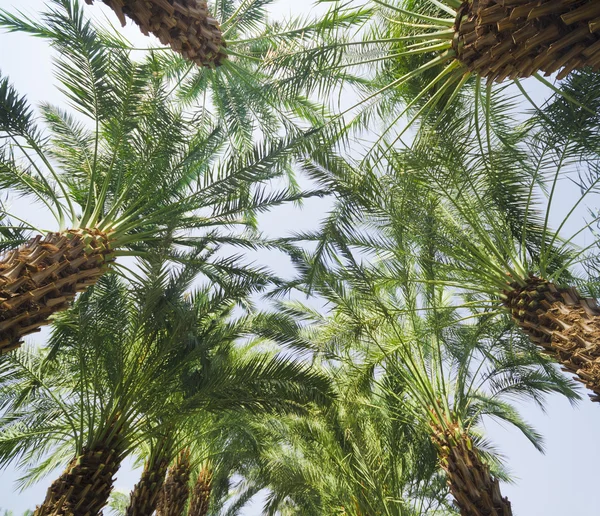 Leaves of palm trees — Stock Photo, Image