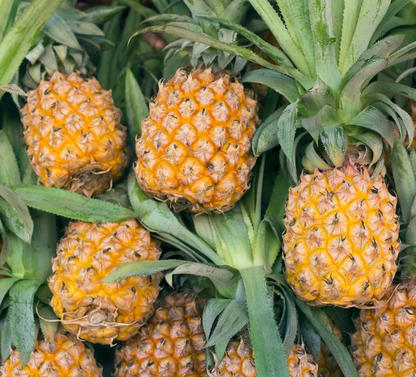 Olgun taze ananas — Stok fotoğraf