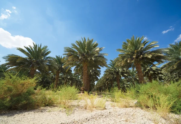 Palmen und blauer Himmel — Stockfoto